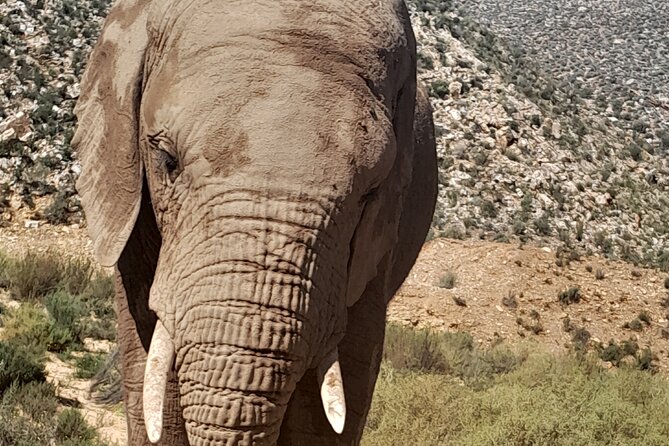 Cape Town Full Day Aquila reserve safari - Why this safari makes sense from Cape Town