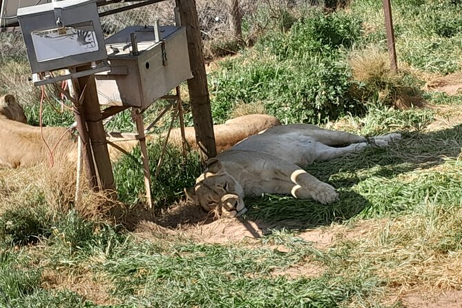 Cape Town Full Day Aquila reserve safari - The Klein Karoo Ostrich Emporium stop