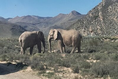 Cape Town Full Day Aquila reserve safari
