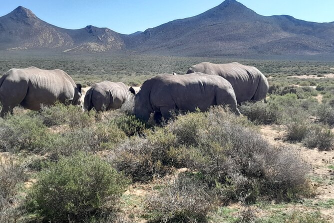 Cape Town Full Day Aquila reserve safari - Entering Aquila’s 10,000-hectare reserve