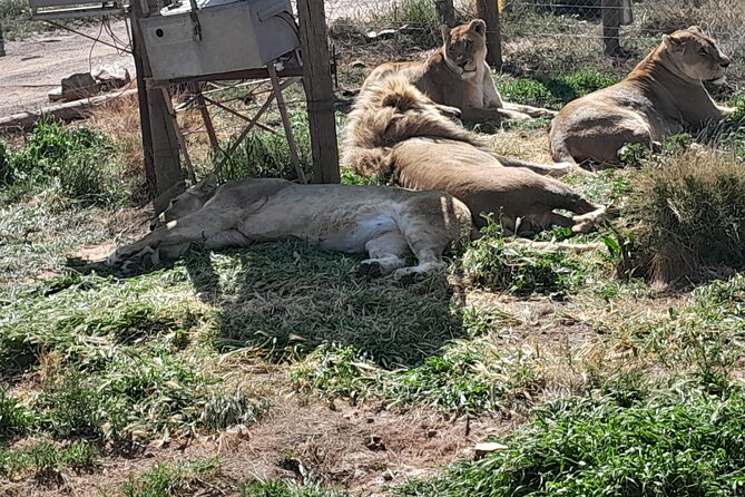 Cape Town Full Day Aquila reserve safari - What the open-air game drive adds