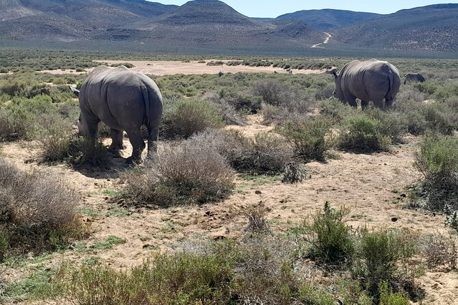 Cape Town Full Day Aquila reserve safari - Lunch, water, and the practical comforts