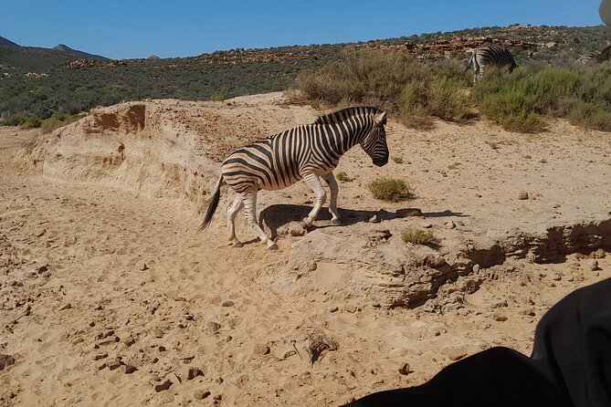 Cape Town Full Day Aquila reserve safari - Is $313.58 a fair price?