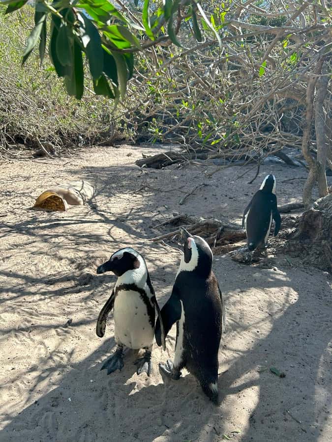 Cape Town: Full Day Cape of Good Hope with Penguins Tour - The Cape of Good Hope photo stop