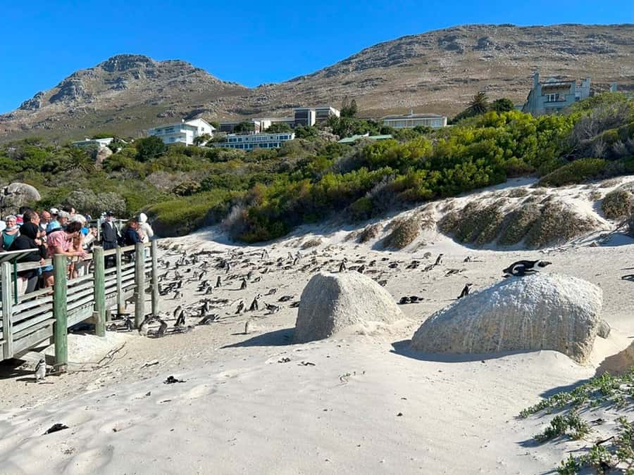 Cape Town: Full Day Cape of Good Hope with Penguins Tour - Timing, comfort, and what to pack