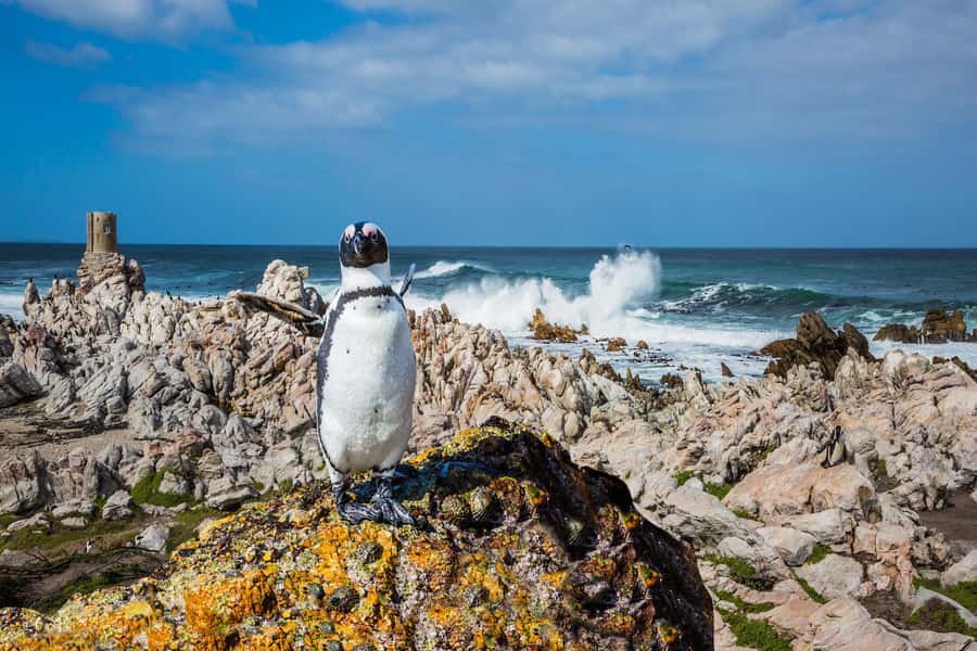 Cape Town: Full-Day Cape Peninsula and Penguins Tour - Five things to know before you go