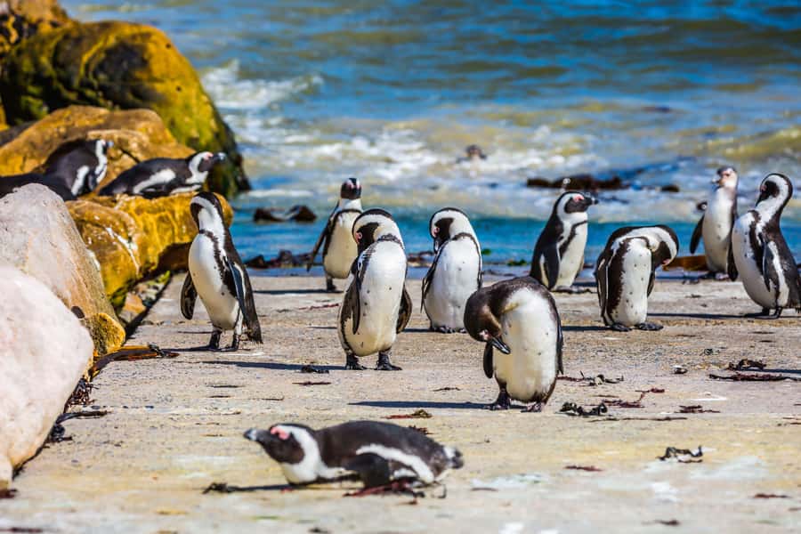 Cape Town: Full-Day Cape Peninsula and Penguins Tour - Sea Point, Maiden’s Cove, and Camps Bay