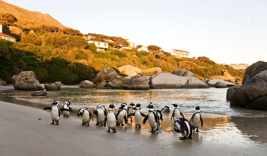 Cape Town: Full-Day Cape Peninsula and Penguins Tour - Bo-Kaap: a quick look at Cape Town’s painted streets