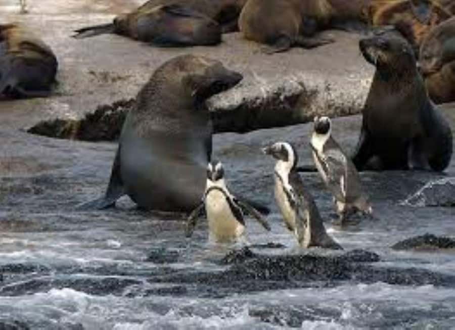 Cape Town: Full-Day Cape Peninsula Tour & Penguin Beach - A big Cape Peninsula day for $46