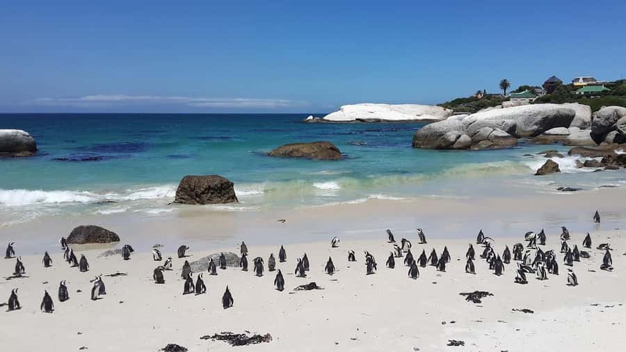 Cape Town: Full-Day Cape Peninsula Tour & Penguin Beach - Simon’s Town, Kalk Bay, and False Bay