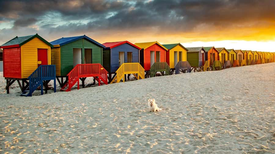 Cape Town: Full-Day Cape Peninsula Tour with Transfers - Starting in the City Bowl and along the Atlantic Seaboard