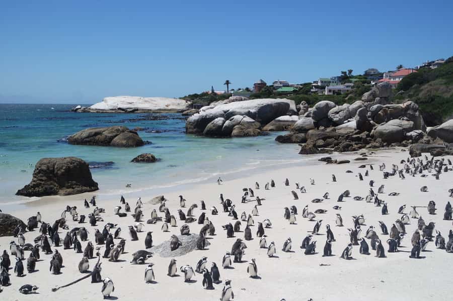 Cape Town: Full-Day Cape Peninsula Tour with Transfers - What the $127 price really covers