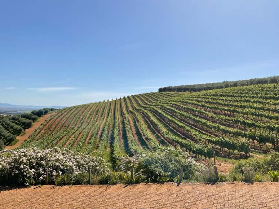 Cape Town Full-Day Cheetah Outreach & Winelands Private Tour - Key points to know before booking