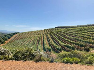 Cape Town Full-Day Cheetah Outreach & Winelands Private Tour
