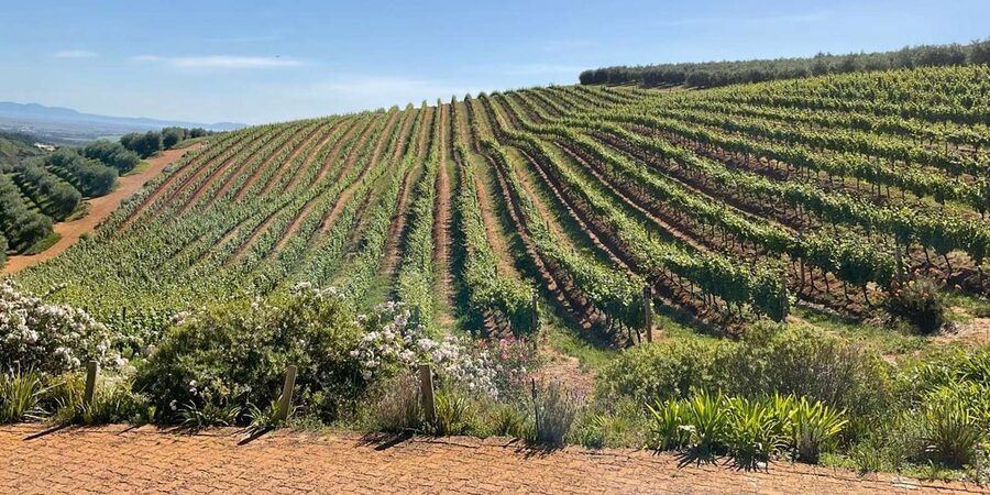 Cape Town Full-Day Cheetah Outreach & Winelands Private Tour - Timing, comfort, and practical limits