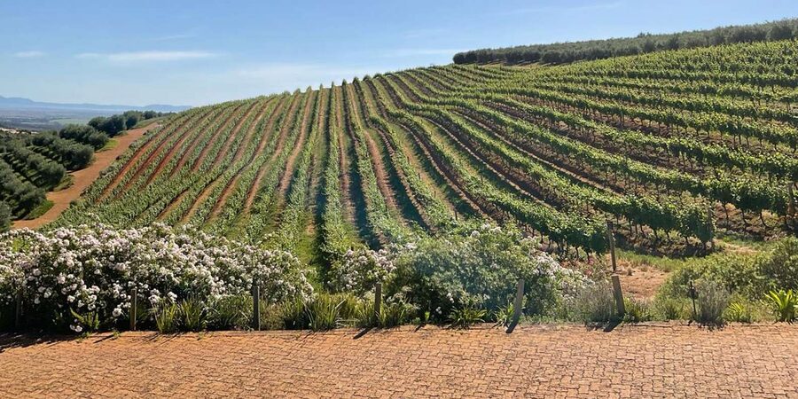 Cape Town Full-Day Cheetah Outreach & Winelands Private Tour - Should you book the seven-winery route?