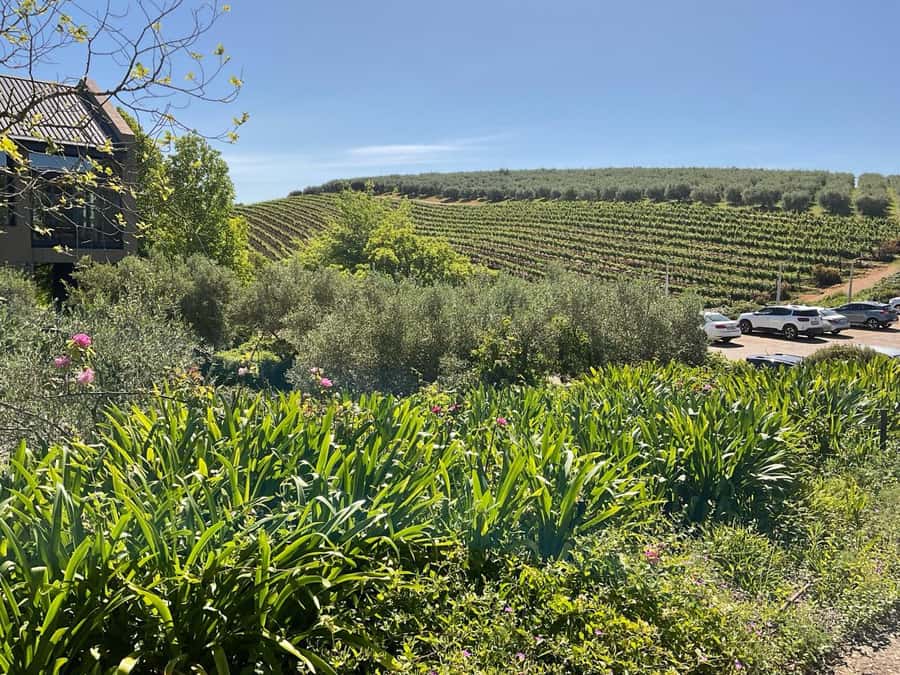 Cape Town Full-Day Cheetah Outreach & Winelands Private Tour - FAQ