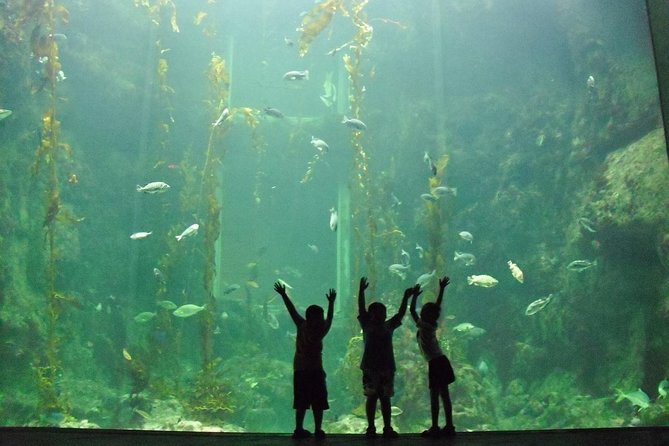 Cape Town Full Day Family Fun With Kids Private Tour - Two Oceans Aquarium: an easy first stop at the Waterfront