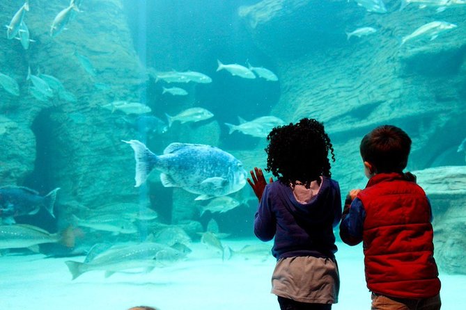 Cape Town Full Day Family Fun With Kids Private Tour - What $196.51 buys you