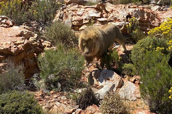 Cape Town Full Day Private Aquila Game Reserve Big 5 Safari - Key Points Before You Book