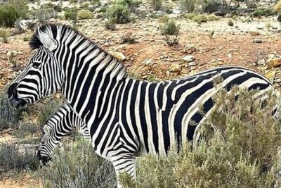 Cape Town Full Day Private Aquila Game Reserve Big 5 Safari