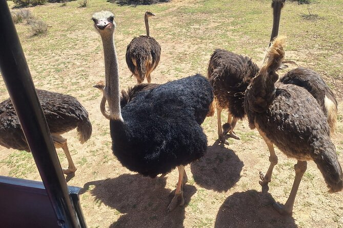 Cape Town Full Day Private Aquila Game Reserve Big 5 Safari - Breakfast, Lunch, and a Welcome Drink