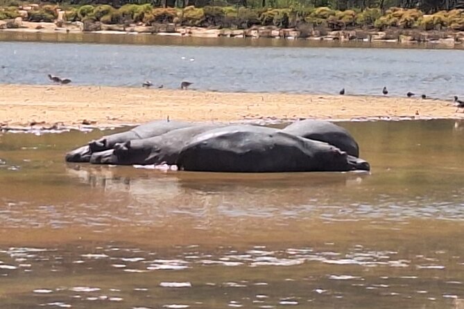Cape Town Full Day Private Aquila Game Reserve Big 5 Safari - What the Private Tour Really Means