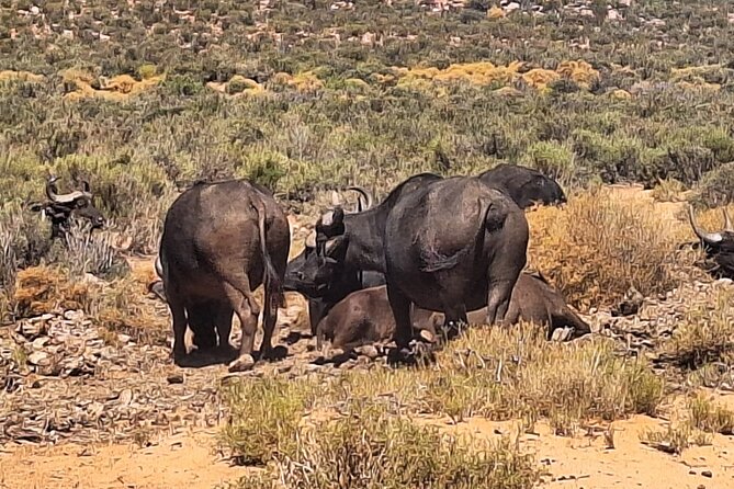 Cape Town Full Day Private Aquila Game Reserve Big 5 Safari - Is $338.92 Per Person Good Value?