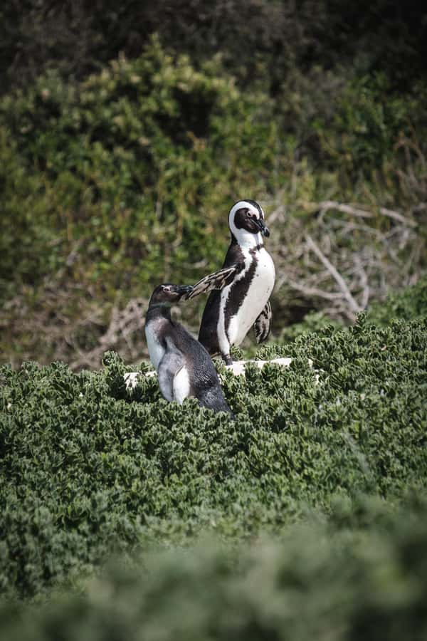 Cape Town: Full-Day Private Peninsula Tour - What the $121 price really covers