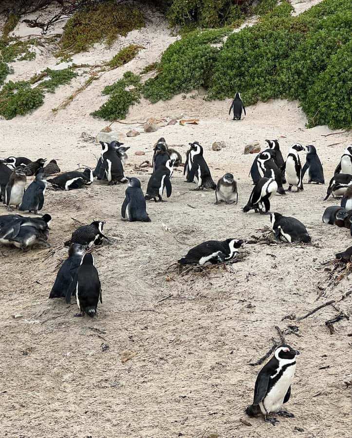 Cape Town: Full-Day Private Peninsula Tour - Cape of Good Hope Nature Reserve and Cape Point