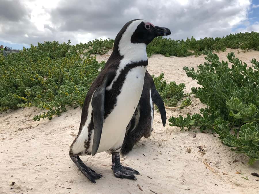 Cape Town: Full-Day Private Tour with Cape Point & Penguins - Key points to know before booking