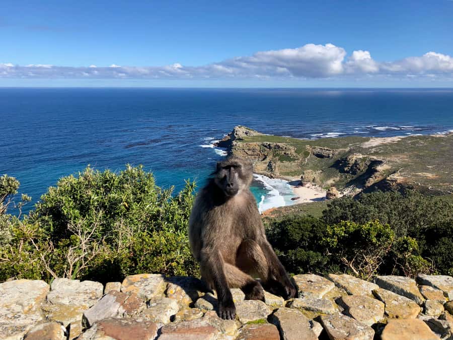 Cape Town: Full-Day Private Tour with Cape Point & Penguins - Ostriches, wildlife, and the road to the Cape of Good Hope