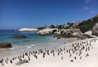 Full-Day Private Tour with Cape Point & Penguins