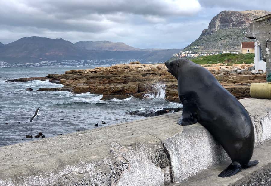 Cape Town: Full-Day Private Tour with Cape Point & Penguins - Constantia wine, or a Noordhoek beer finish