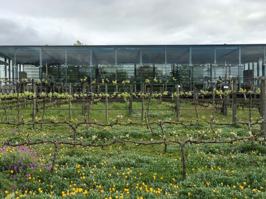 Cape Town: Full-Day Stellenbosch and Franschhoek Wine Tour - What the $77 price really covers