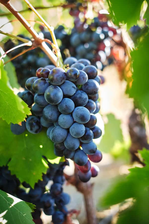 Cape Town: Full-Day Winelands Tour with Wine Tastings & Food - Franschhoek and South Africa’s French connection