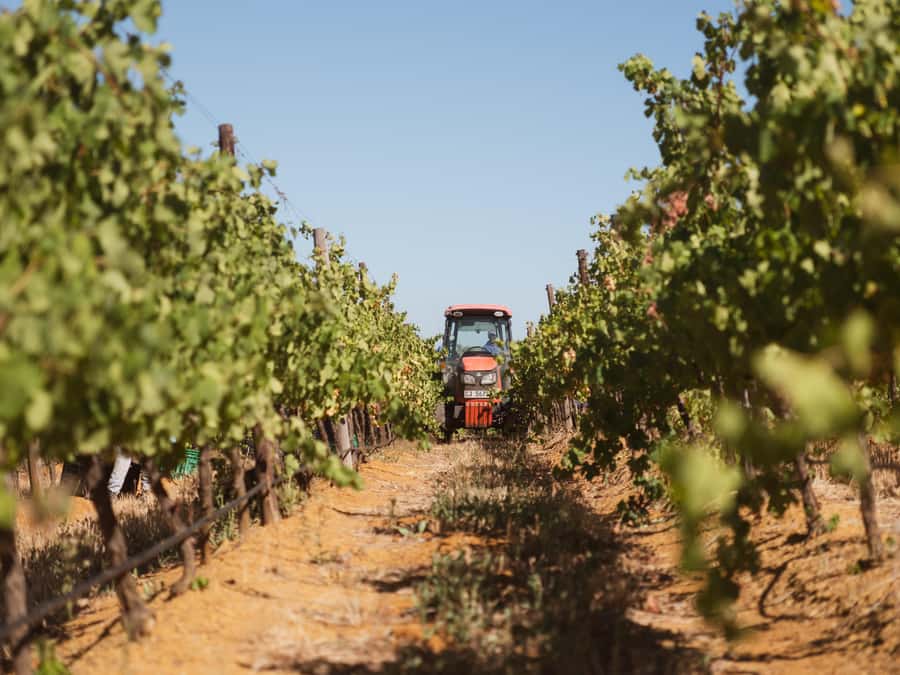 Cape Town: Full-Day Winelands Tour with Wine Tastings & Food - Stellenbosch and the range of estates