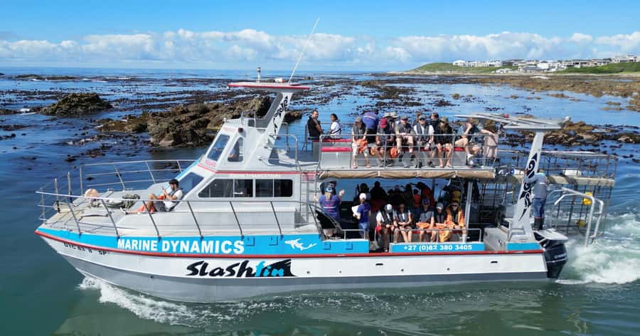Cape Town: Gansbaai Eco-Friendly Shark Cage Diving Cruise - Key points to know before booking