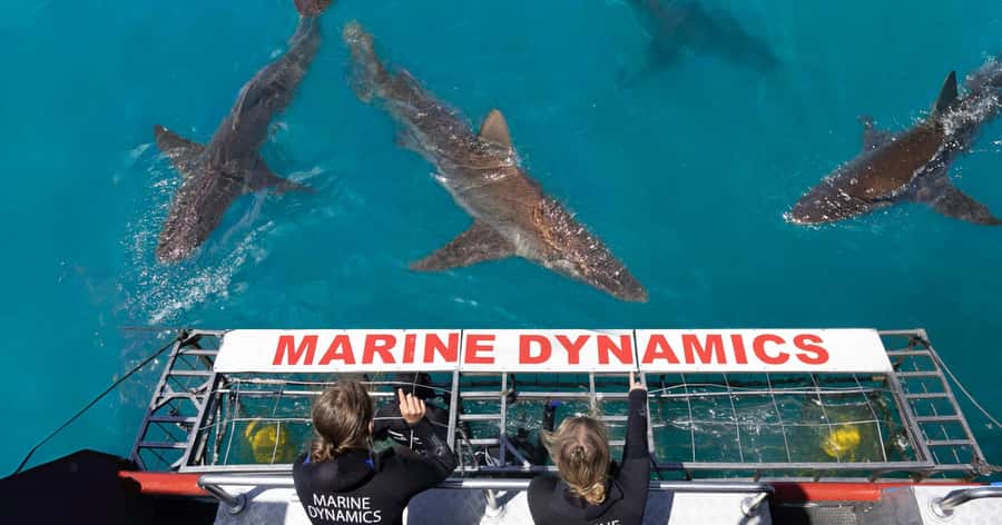 Cape Town: Gansbaai Eco-Friendly Shark Cage Diving Cruise - Boarding Slashfin for Joubertsdam