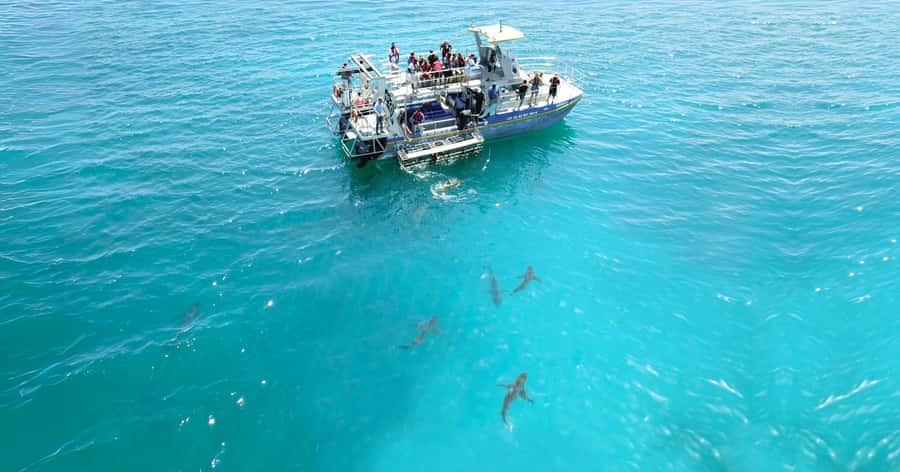 Cape Town: Gansbaai Eco-Friendly Shark Cage Diving Cruise - What happens inside the cage