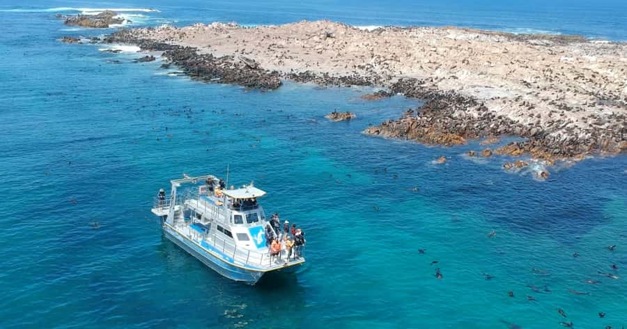 Cape Town: Gansbaai Eco-Friendly Shark Cage Diving Cruise - Great whites, orcas, and realistic expectations
