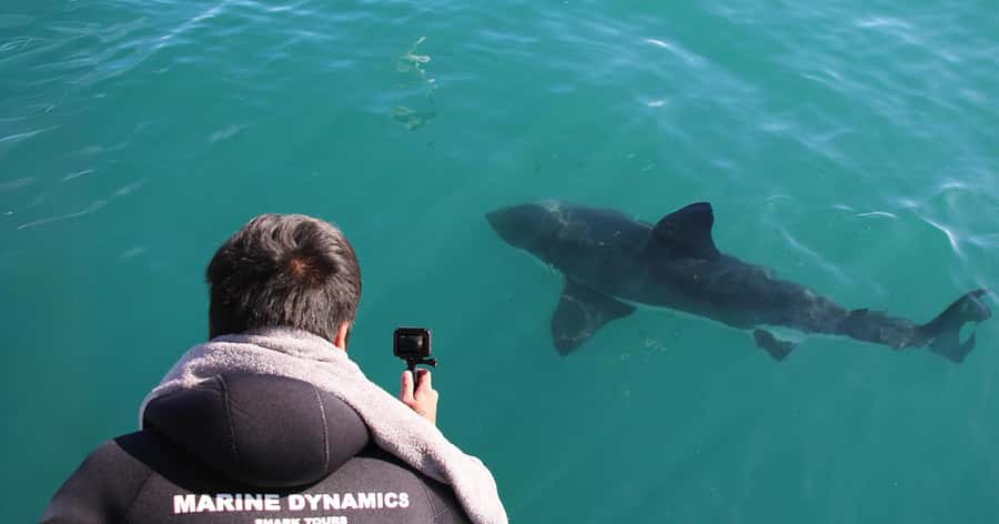 Cape Town: Gansbaai Eco-Friendly Shark Cage Diving Cruise - A warm finish at the African Penguin and Seabird Sanctuary