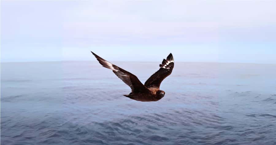 Cape Town: Gansbaai Eco-Friendly Shark Cage Diving Cruise - Is $237 good value?
