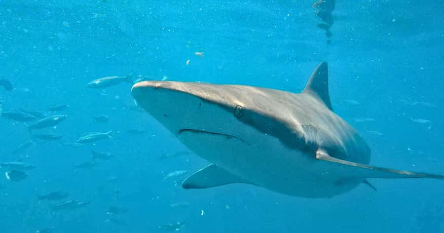 Cape Town: Gansbaai Eco-Friendly Shark Cage Diving Cruise - Breakfast, safety, and the Great White House