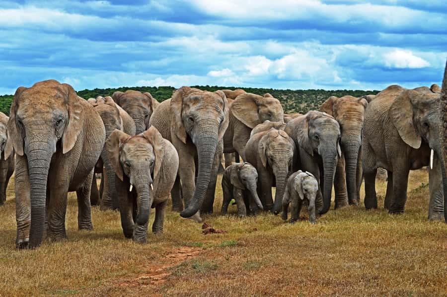 Cape Town: Garden Route and Addo Elephant Park 6-Day Safari - Why this route works so well