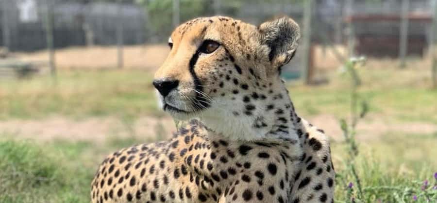 Cape Town: Giraffe House, Cheetah Encounter and Wine Tasting - Feeding giraffes at Giraffe House in Paarl