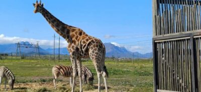 Giraffe House, Cheetah Encounter and Wine Tasting