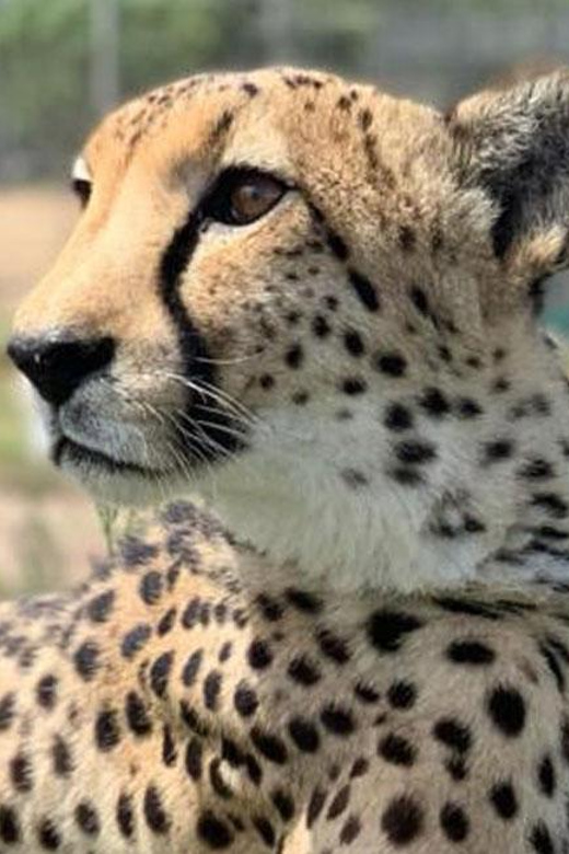 Cape Town: Giraffe House, Cheetah Encounter and Wine Tasting - Tasting Stellenbosch wine with cheese and chocolate