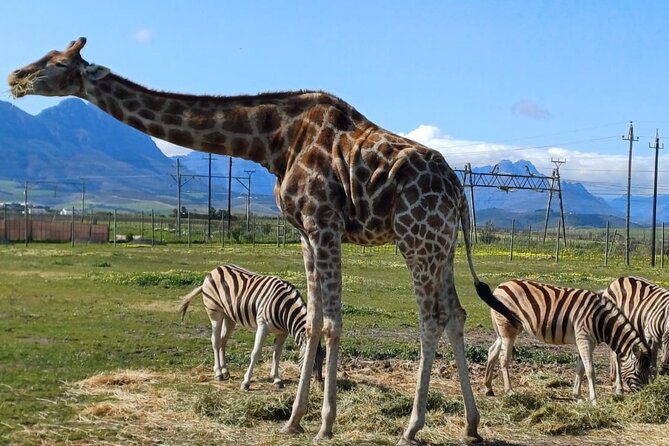 Cape Town Giraffe House, Cheetah Encounter and Wine Tasting Tour - Key points to know before booking