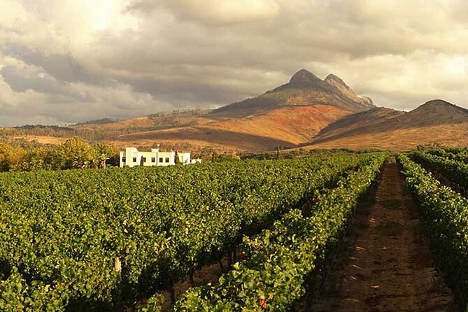 Cape Town Giraffe House, Cheetah Encounter and Wine Tasting Tour - Feeding giraffes at the Giraffe House in Paarl